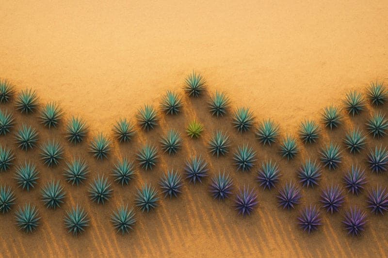 RCP El Grito
